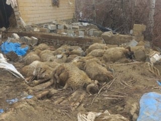 Van’da karın ağırlığı ahırı yıktı: 23 küçükbaş telef oldu