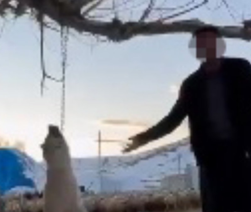 Kayseri'de bir şahıs çok yediği için köpeğini asarak öldürdü