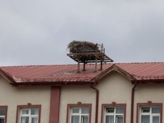 Sivas’ta baharın simgesi leylekler bu yıl gecikti: Öğrenciler özlemle bekliyor