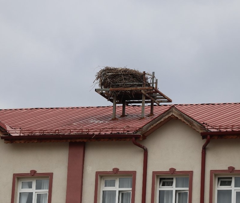 Sivas’ta baharın simgesi leylekler bu yıl gecikti: Öğrenciler özlemle bekliyor