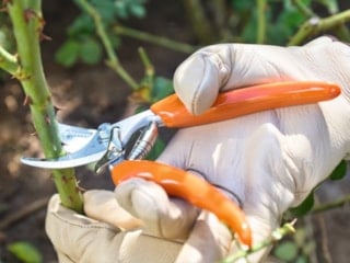 Makasları hazırlayın: Nisan ayında bu 5 bitkiyi budayan yaza bayram edecek