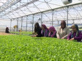 Antalya'da kadın girişimci, marulla başladığı tarımda 40 kadına istihdam sağlıyor