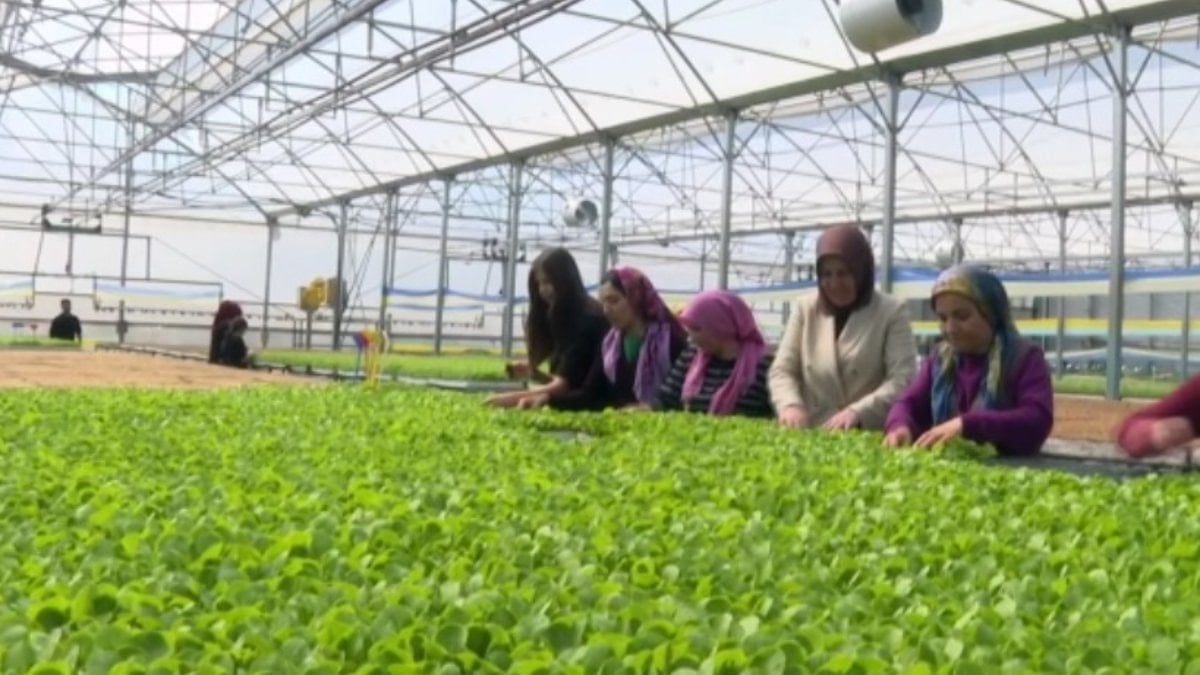 Antalya'da kadın girişimci, marulla başladığı tarımda 40 kadına istihdam sağlıyor