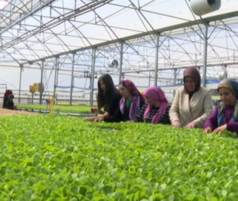 Antalya'da kadın girişimci, marulla başladığı tarımda 40 kadına istihdam sağlıyor