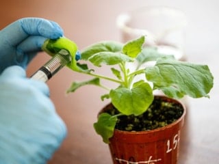 Nisan ayında ne ekilir: Saksıya uygun sebze meyveler