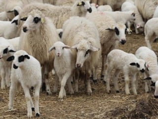 İbrahim Yumaklı duyurdu: Kırsalda Bereket Küçükbaşa Destek projesine başvurular açıldı