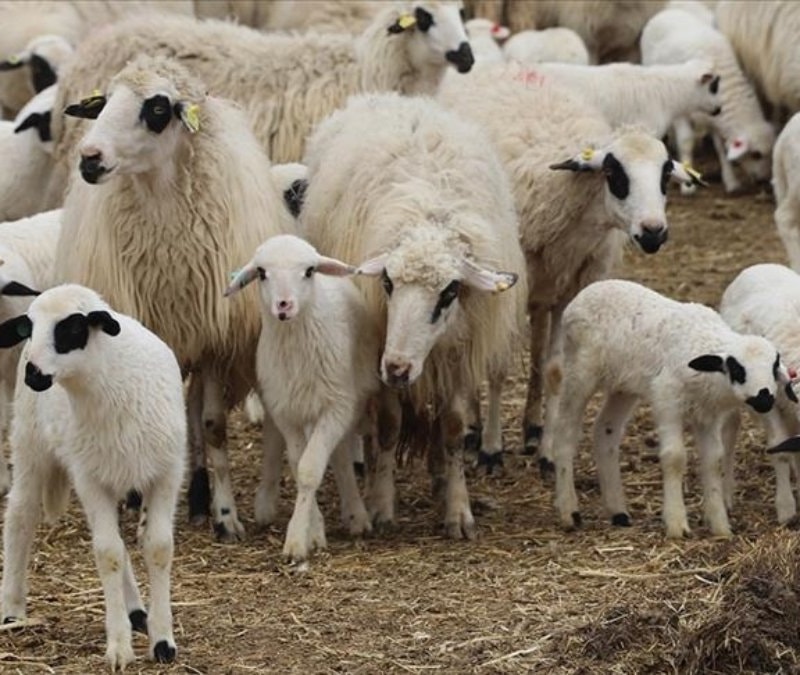İbrahim Yumaklı duyurdu: Kırsalda Bereket Küçükbaşa Destek projesine başvurular açıldı
