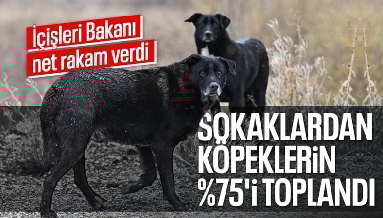 Mustafa Çiftçi: Sahipsiz sokak hayvanlarının yüzde 75'i şu anda toplanmış durumda