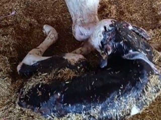 Kayseri’de yeni doğan buzağı ile annenin kavuşması kamerada