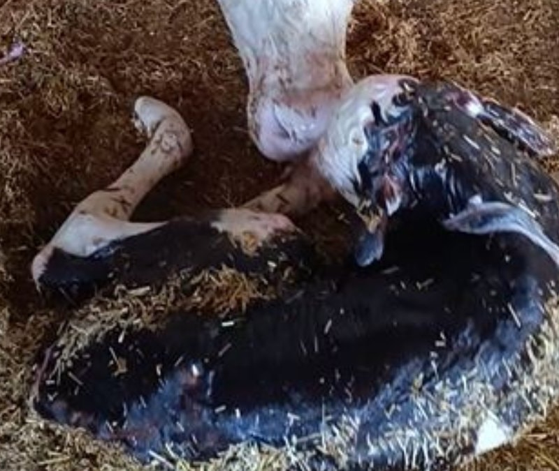 Kayseri’de yeni doğan buzağı ile annenin kavuşması kamerada