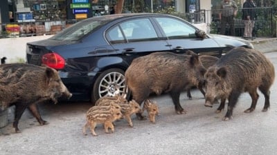 İzmir'de yaban domuzları şehre indi: Kedilerle birlikte besleniyorlar