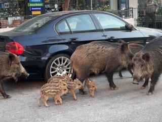 İzmir'de yaban domuzları şehre indi: Kedilerle birlikte besleniyorlar