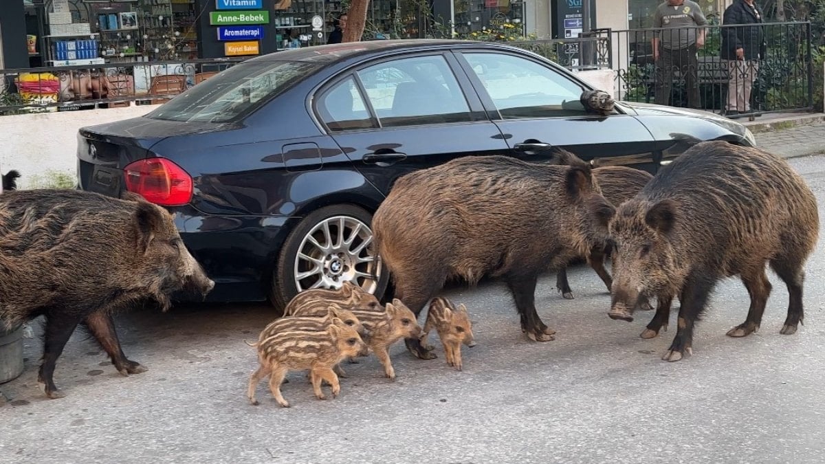 İzmir'de yaban domuzları şehre indi: Kedilerle birlitke besleniyorlar