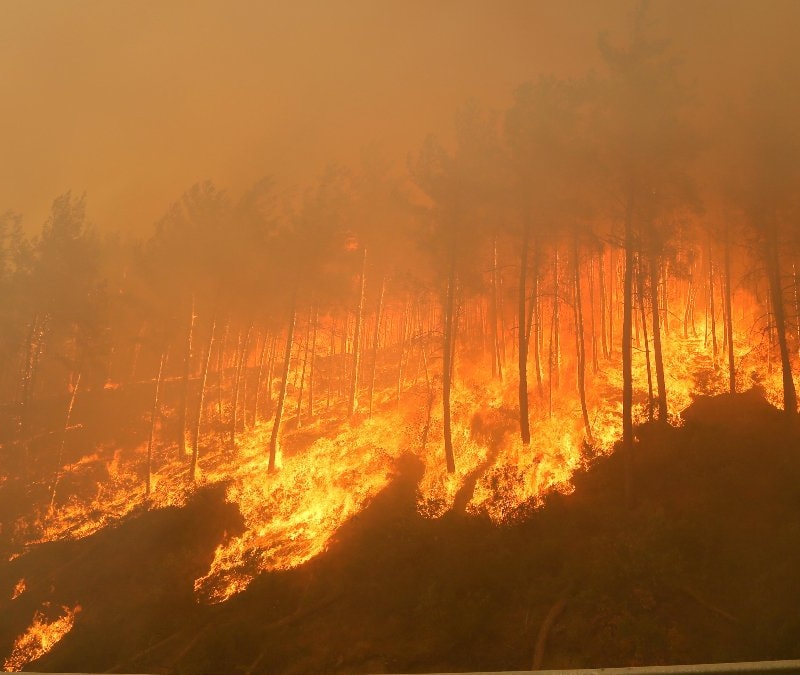 Türkiye'de geçen yıl 3 bin 224 orman yangını çıktı