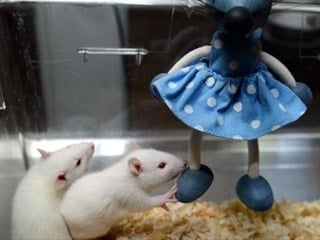 Türkiye’den bilim dünyasına yerli atılım: Deney hayvanları için milli sistem tescillendi