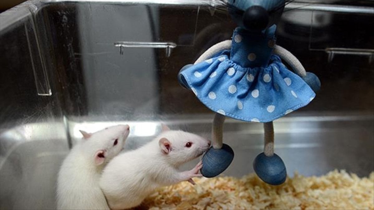 Türkiye’den bilim dünyasına yerli atılım: Deney hayvanları için milli sistem tescillendi