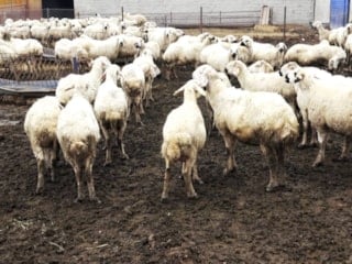 Kayseri'de çoban kıtlığı yaşanıyor: 80 bin lira maaş yeterli gelmiyor