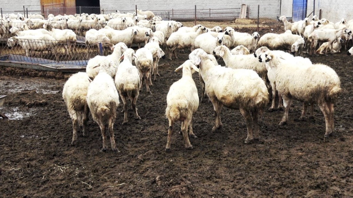 Kayseri'de çoban kıtlığı yaşanıyor: 80 bin lira maaş yeterli gelmiyor