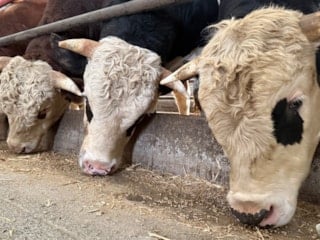 Sakarya’da kurbanlıkta erken alımlar başladı