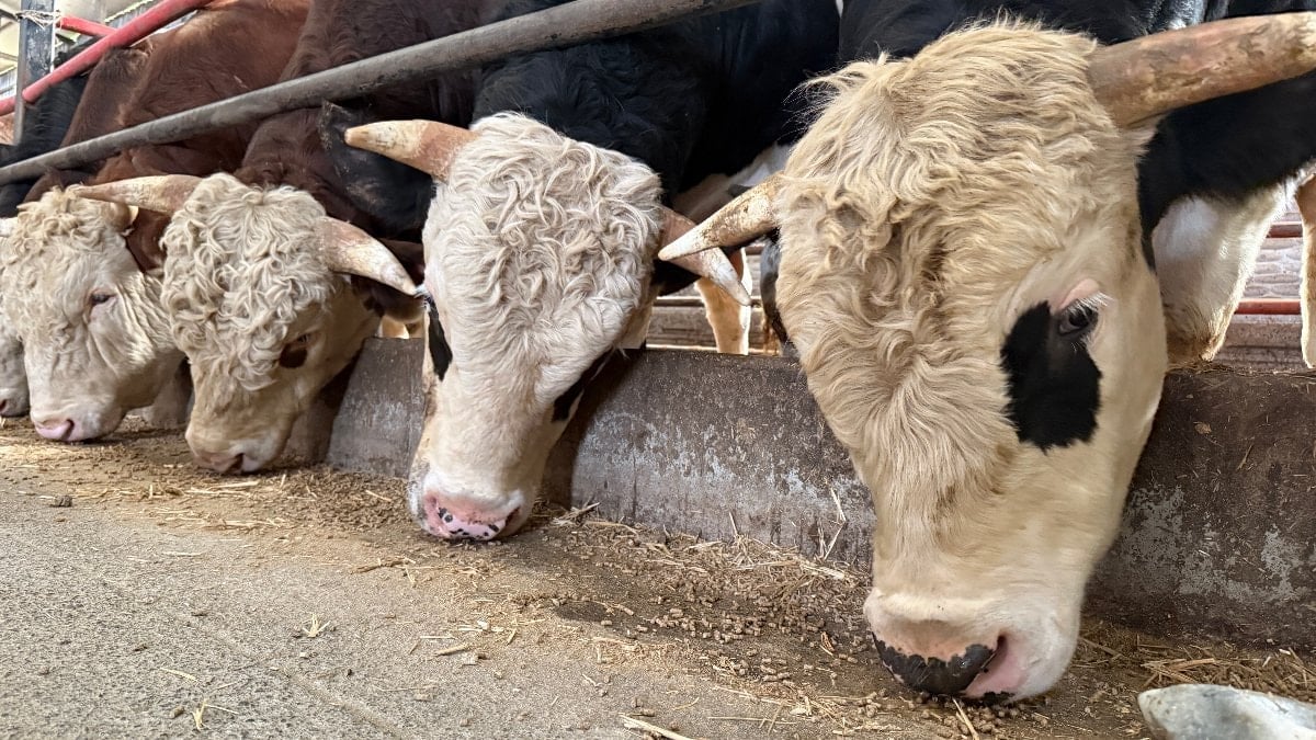 Sakarya’da kurbanlıkta erken alımlar başladı