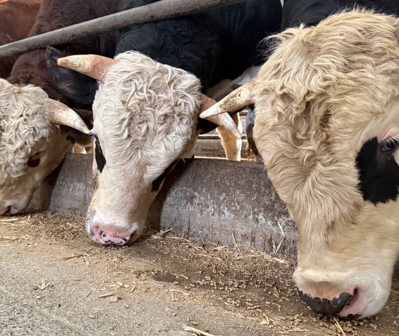 Sakarya’da kurbanlıkta erken alımlar başladı