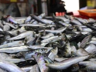 Zamanı geldi: İşte nisan ayında tüketilmesi gereken balıklar