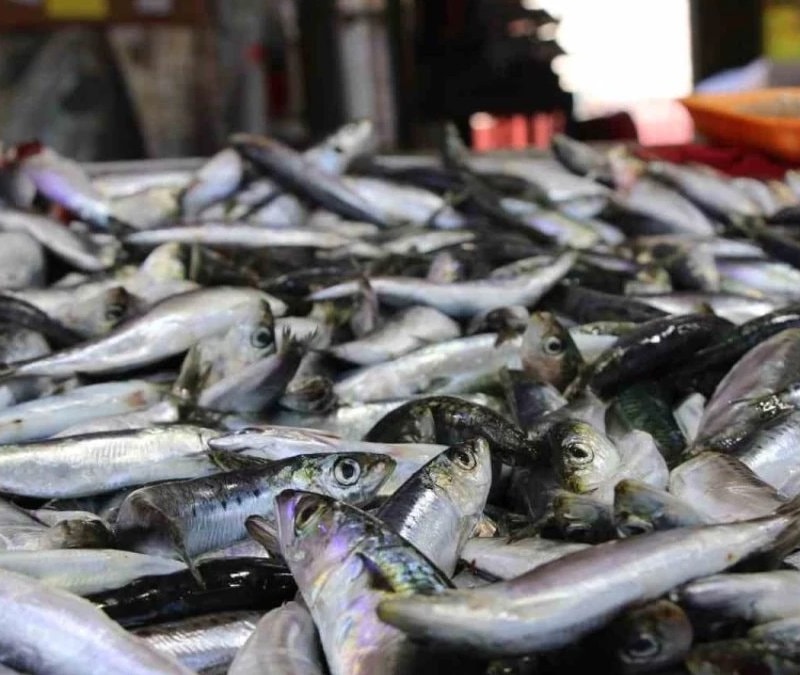 Zamanı geldi: İşte nisan ayında tüketilmesi gereken balıklar
