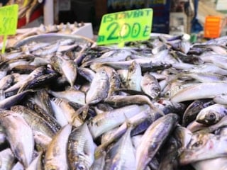 Rize’de hamsinin yerini istavrit aldı