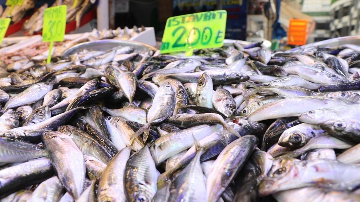 Rize’de hamsinin yerini istavrit aldı
