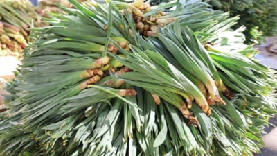 Dağlardan gelen antibiyotik: Sadece 2 ay satılıyor