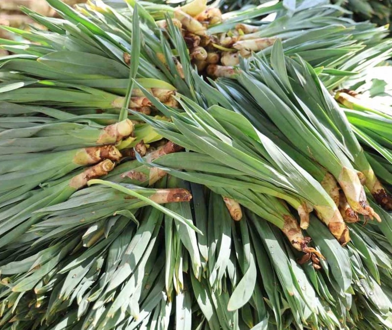 Dağlardan gelen antibiyotik: Sadece 2 ay satılıyor