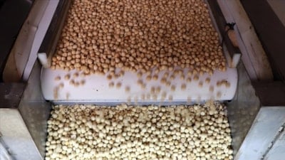 Türkiye'ye, fındık ihracatından 7 ayda 1,4 doları aşkın gelir