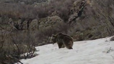 Hakkari'de ayıların kış uykusu bitti