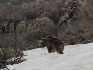 Hakkari'de ayıların kış uykusu bitti