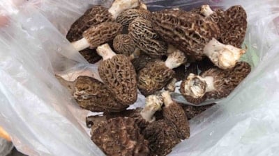 Köylü her yerde onu arıyor: Tadı et gibi ama toprakta yetişiyor