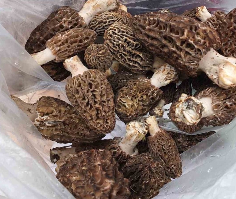 Köylü her yerde onu arıyor: Tadı et gibi ama toprakta yetişiyor