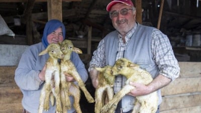 Bolu’da dördüz doğuran koyun, çiftçinin yüzünü güldürdü