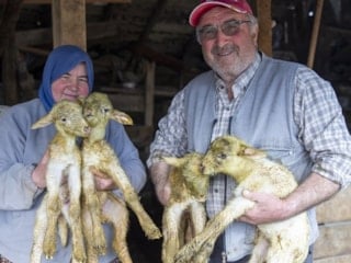 Bolu’da dördüz doğuran koyun, çiftçinin yüzünü güldürdü