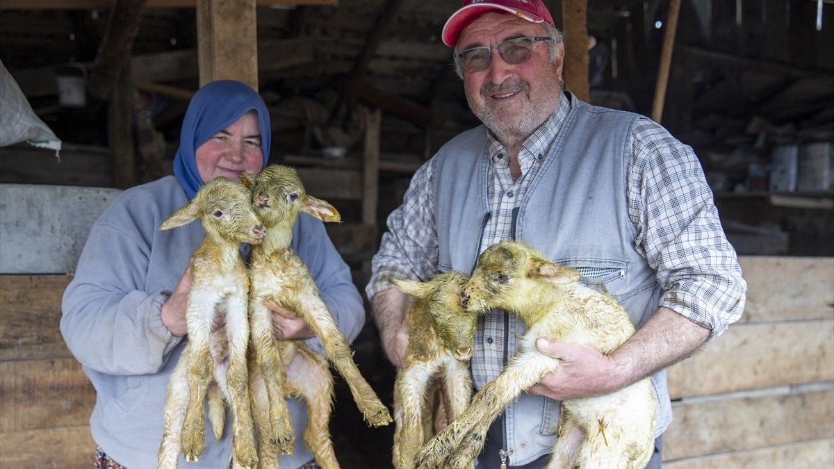 Bolu’da dördüz doğuran koyun, çiftçinin yüzünü güldürdü