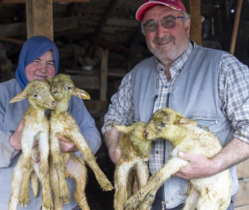Bolu’da dördüz doğuran koyun, çiftçinin yüzünü güldürdü