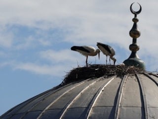 Tekirdağ’daki cami kubbesi 11 yıldır leyleklerin yuvası oldu