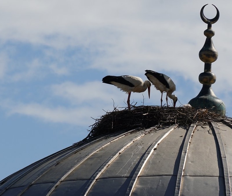 Tekirdağ’daki cami kubbesi 11 yıldır leyleklerin yuvası oldu