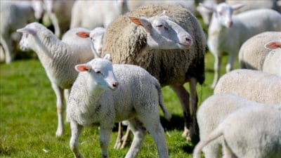 Kırsalda Bereket Küçükbaşa Destek Projesi başvuruları başladı