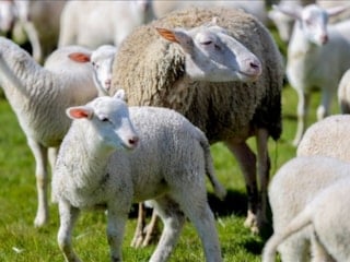 Kırsalda Bereket Küçükbaşa Destek Projesi başvuruları başladı