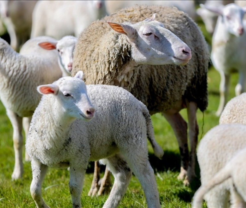 Kırsalda Bereket Küçükbaşa Destek Projesi başvuruları başladı