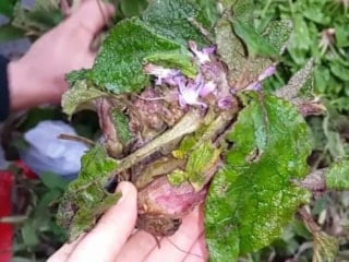 Baharın şifalı elçisi: Kaldirik otu faydaları