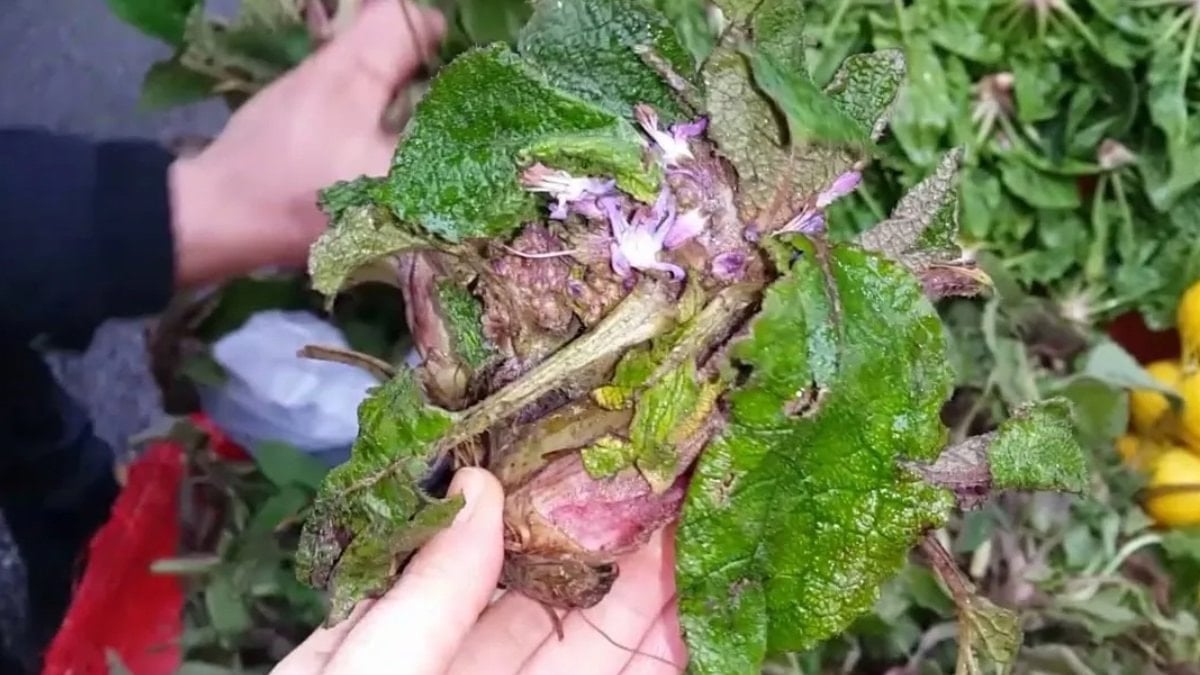 Baharın şifalı elçisi: Kaldirik otu faydaları