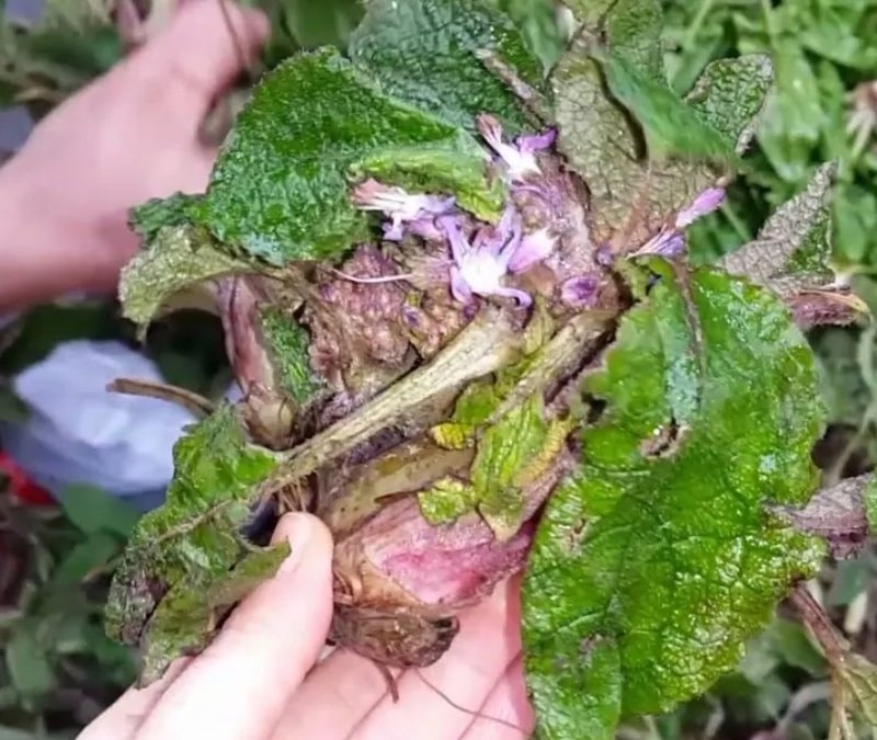 Baharın şifalı elçisi: Kaldirik otu faydaları