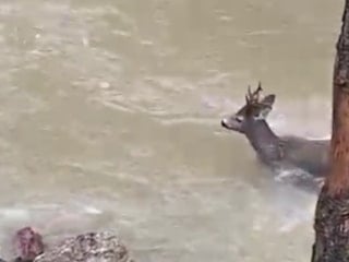 Kastamonu’da karacanın hayatta kalma mücadelesi