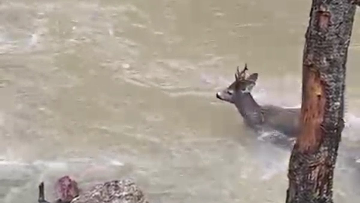 Kastamonu’da karacanın hayatta kalma mücadelesi